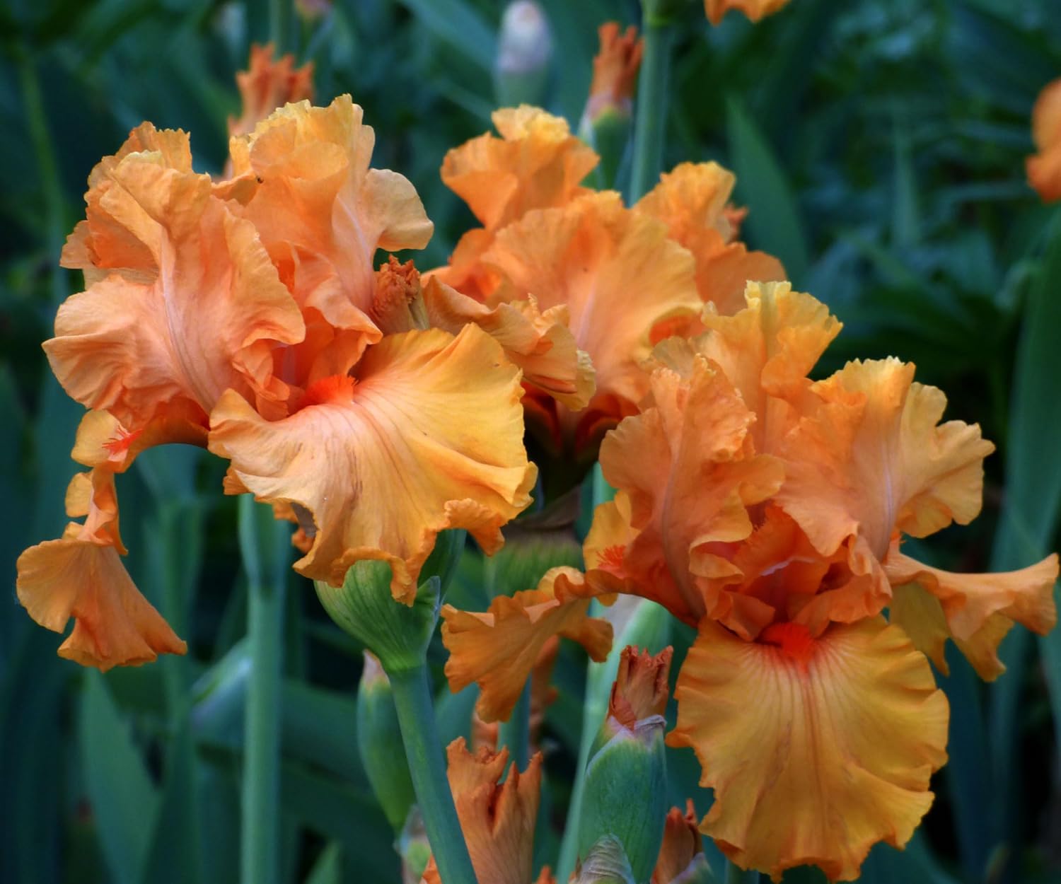 Coup De Soleil Bearded Iris Plant Potted - Fragrant Orange Flowers, Stargazer Perennials