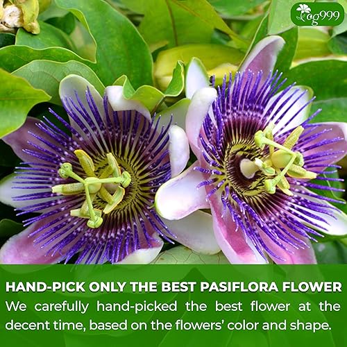 Miniatura 6 de TOG999, 120 bolsas de té de flores de pasiflora de primera calidad, 100% natural y pura flor de la pasión de Pasiflora. Té de hierbas de flor de