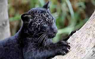 海外限定　all about black panthers 海外限定 all about black panthers Are Black Panthers Really