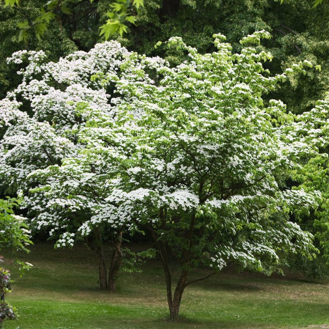 Amazon.com : Quart Pot Kousa White Dogwood Trees Live Plants Flower ...