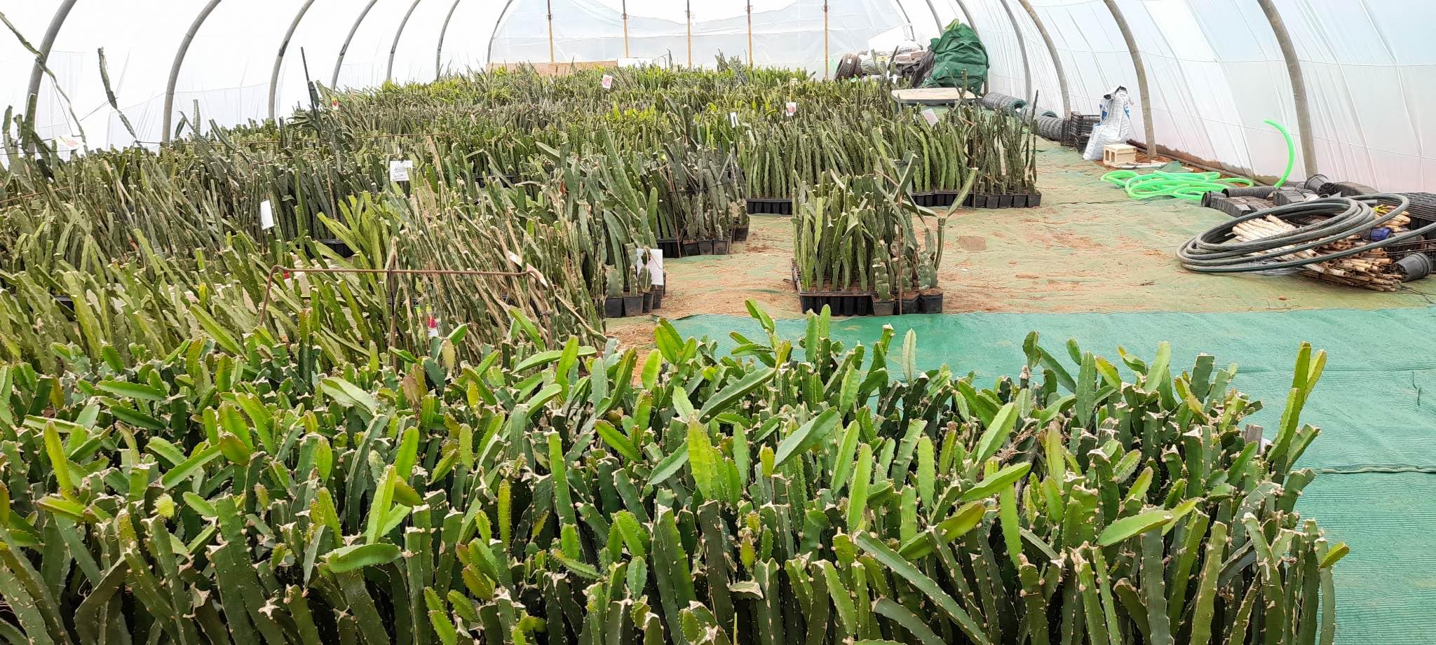 PITAYA ROSSA, 30-40 CM, FRUTTO DEL DRAGO, VARIETA' AUTOFERTILE JINDU N1/GUYUTE