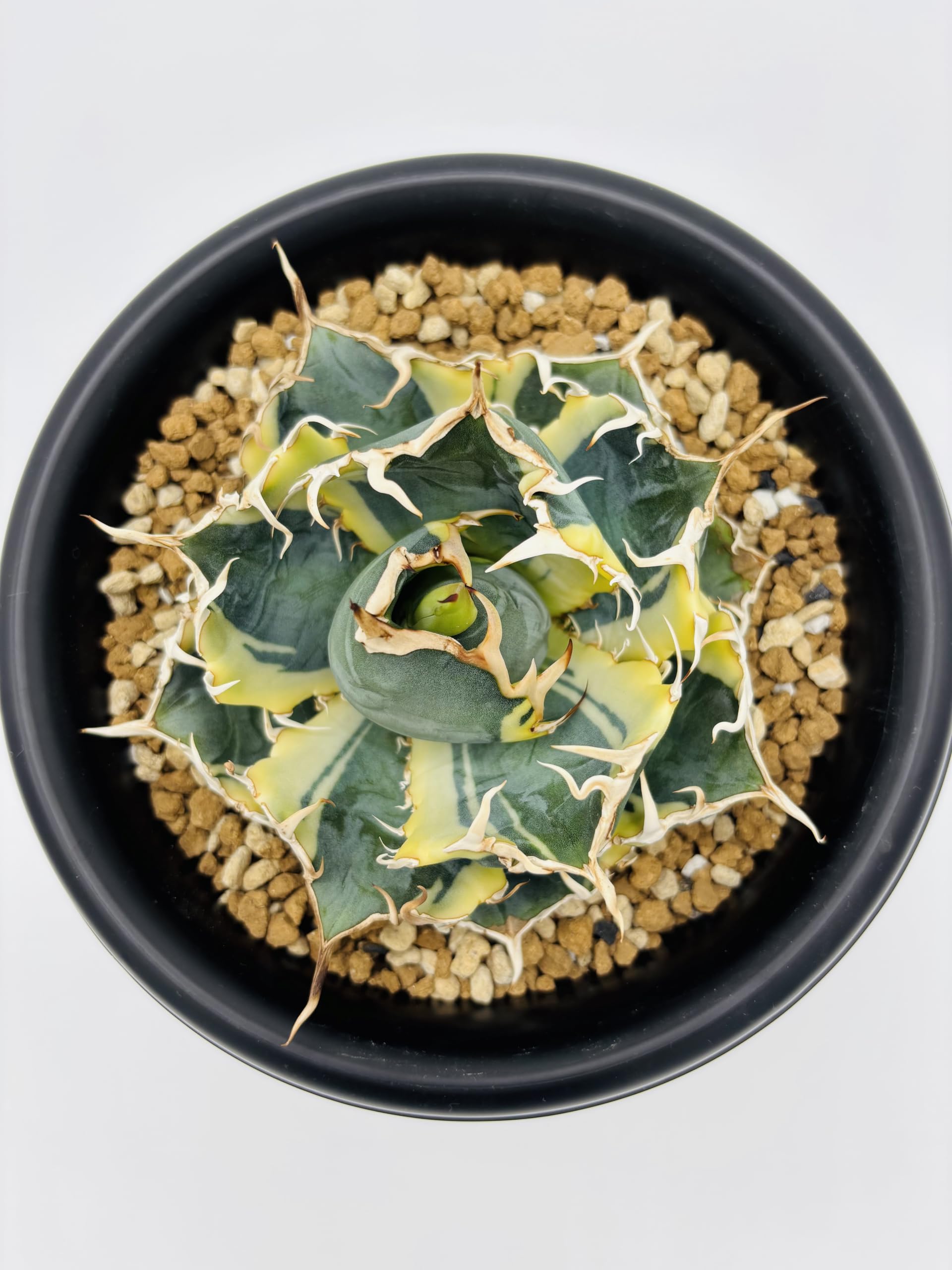 Amazon｜アガベ チタノタ 白鯨 (ハクゲイ)/ Agave titanota 'White