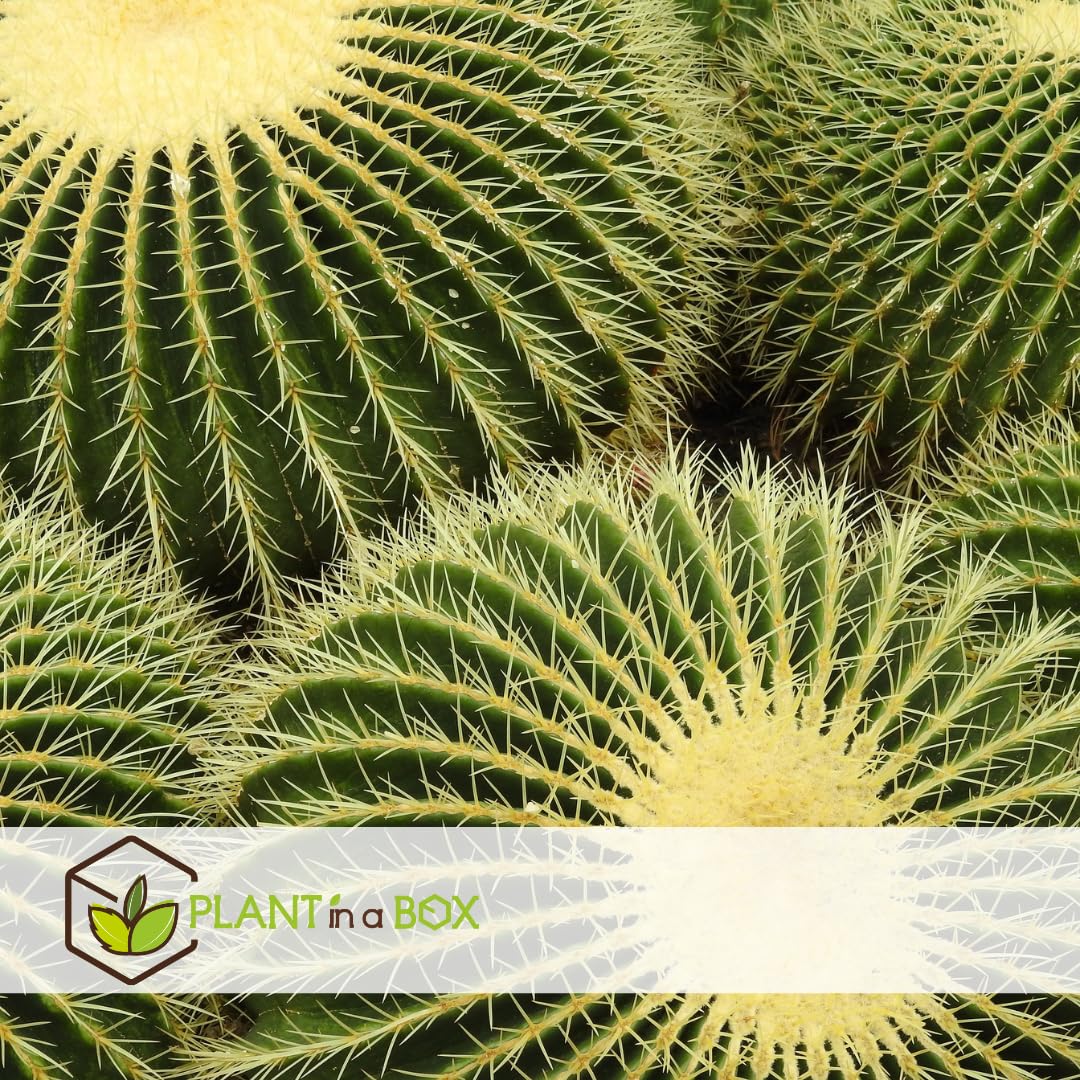 Plant in a Box - Echinocactus grusonii - Cactus a barile dorato - Cactus a sfera - Vaso 25cm - Altezza 25–35cm