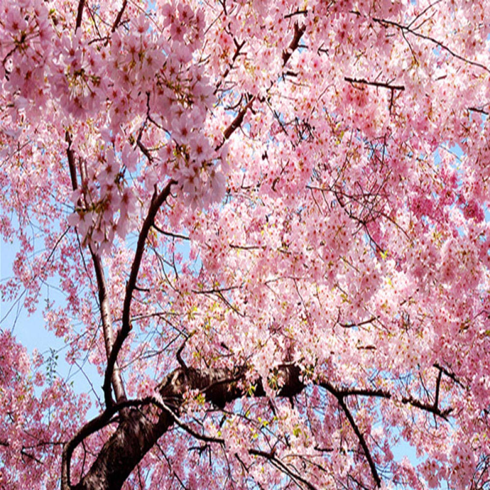 Custom Wall Cloth Cherry Blossom Landscape Photography Mural Wallpaper Bedroom Living Room Background Wall Covering Home Decor - 300 * 210cm