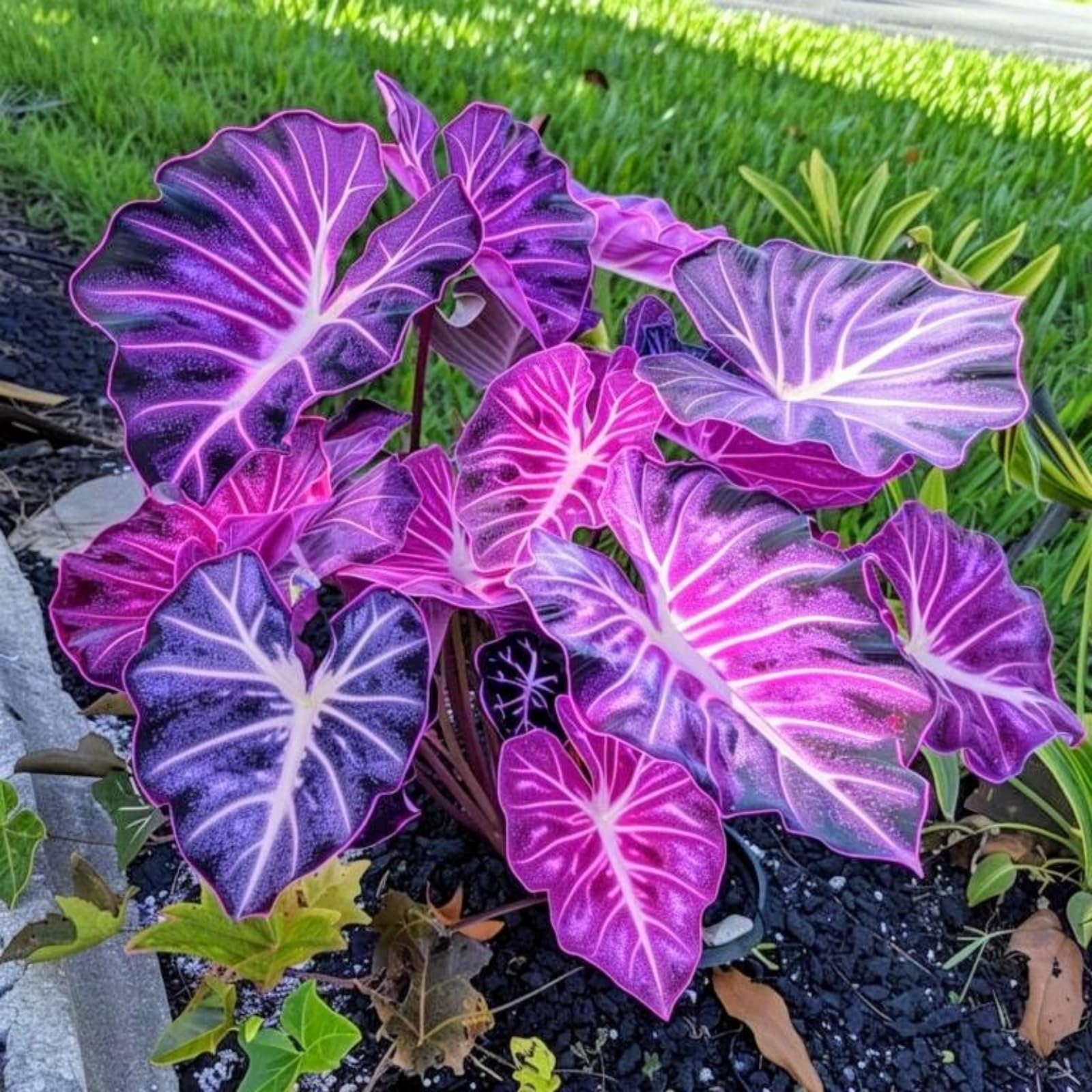 Rare Elephant Ear, Surprisingly Growing, Hardy Perennial, Suitable for Spring and Autumn, Garden Viewing, No Watering Required-15 Bulbs-I