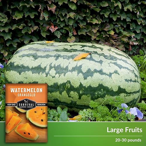 Miniatura 4 de Orangeglo - Semilla de sandía para plantar, 1 paquete con instrucciones para plantar y cultivar sandía naranja en el jardín de frutas de tu hogar,