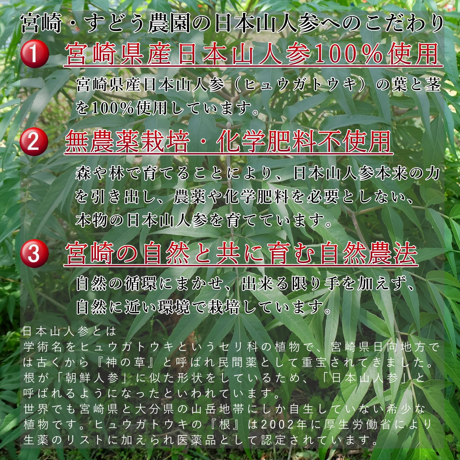 Amazon | 【生産農家直送】日本山人参 ヒュウガトウキ 日向当帰 サプリ