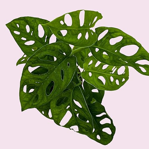 Miniatura 8 de BubbleBlooms Planta de queso suizo Monstera Adansonii, vive en una maceta de 4 pulgadas por BubbleBlooms