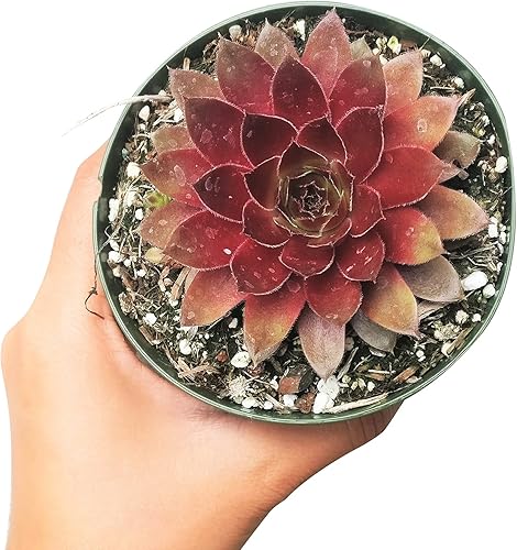 Miniatura 5 de Sempervivum Red Lion - Suculenta en forma de roseta (maceta de plástico de 2")  Ideas de regalos para suculentas