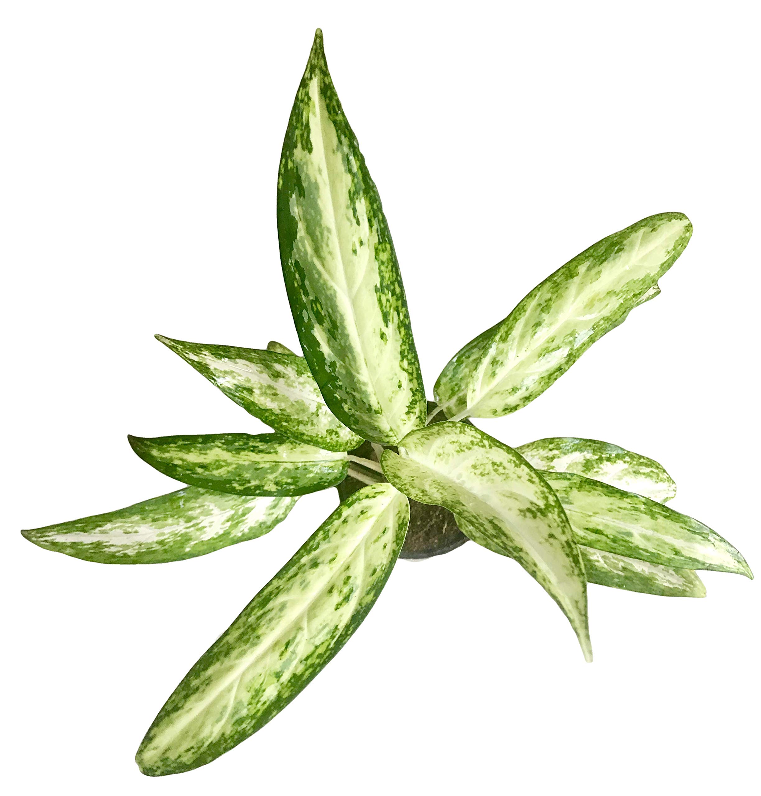 The Four Seasons Aglaonema Romeo (Variegated) Natural Live Plant in Pot (B07KPMG1HV) Amazon Price History, Amazon Price Tracker