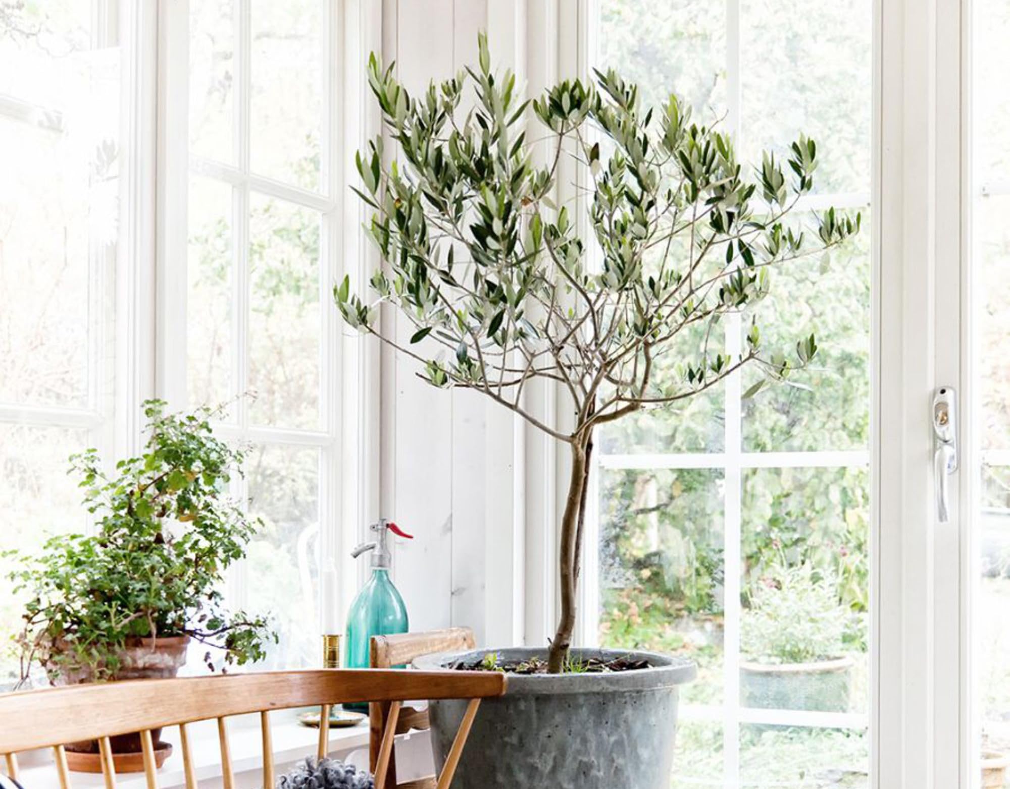 Amazon.com : Gardenera Olive Tree Premium Potting Mix - Create a