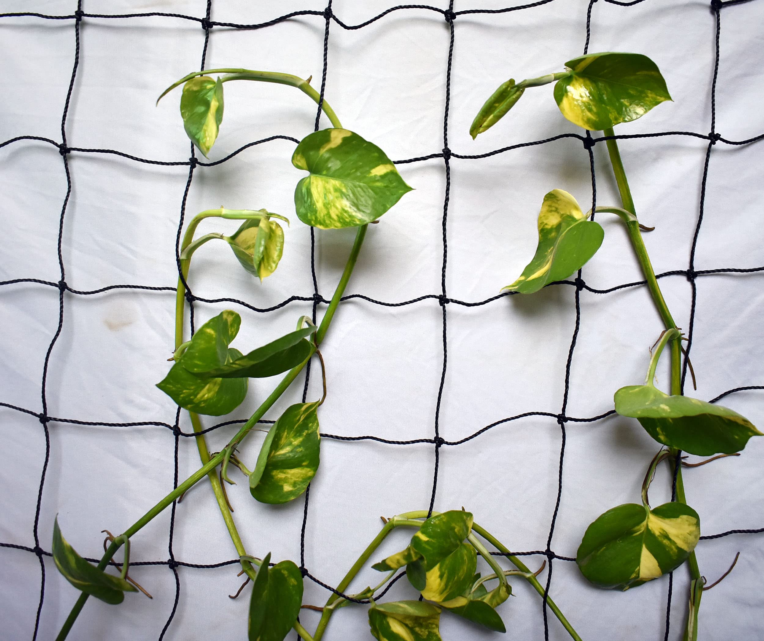 WNE Jaliwale Plant Climbing net & Creeper Net & Plant Trellis Net Plant Support Net Black Color for Agriculture and Gardening Net - 10Feet x 10Feet (B0B2LP4SX1) Amazon Price History, Amazon Price Tracker