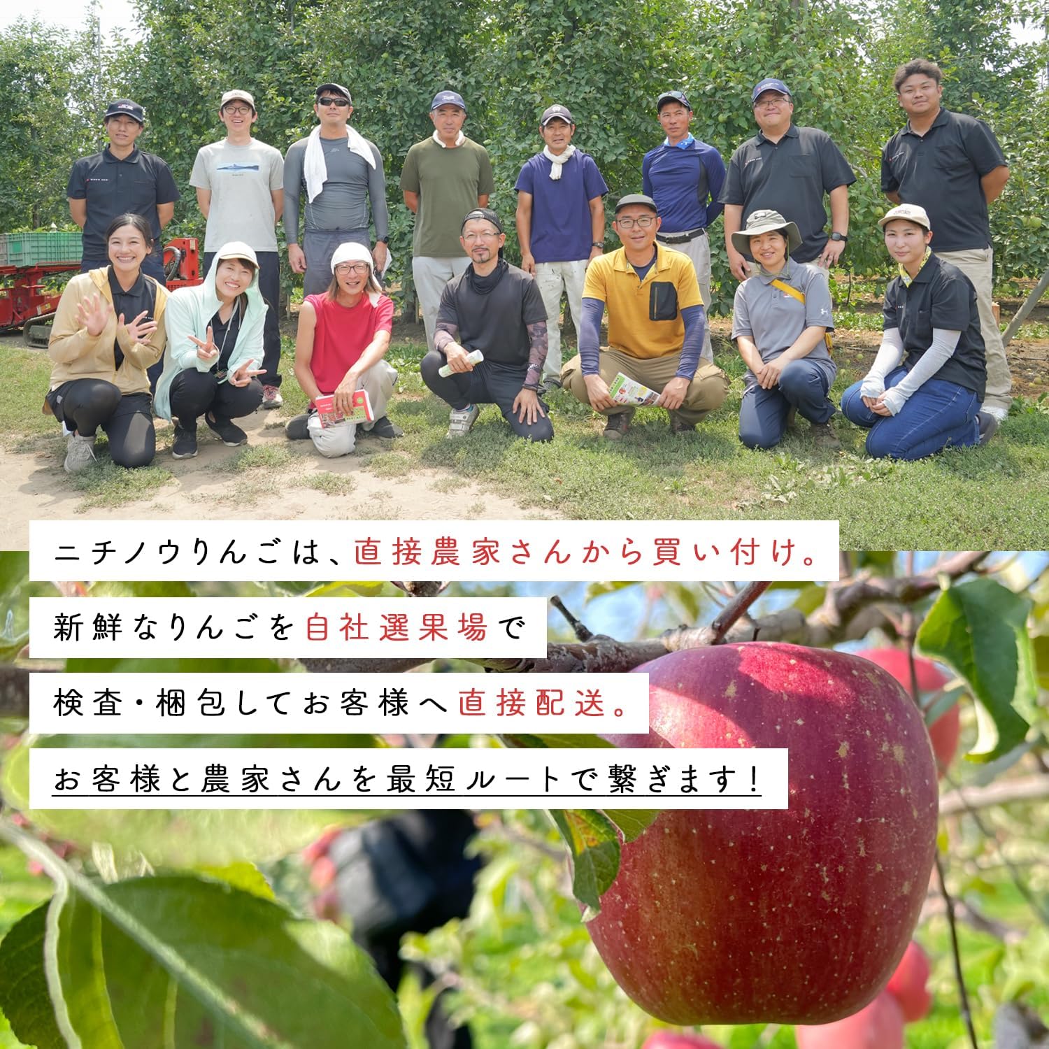 青森県産りんご 早生ふじ 訳あり 3kg・5kg・10kg 産地直送 (10kg)