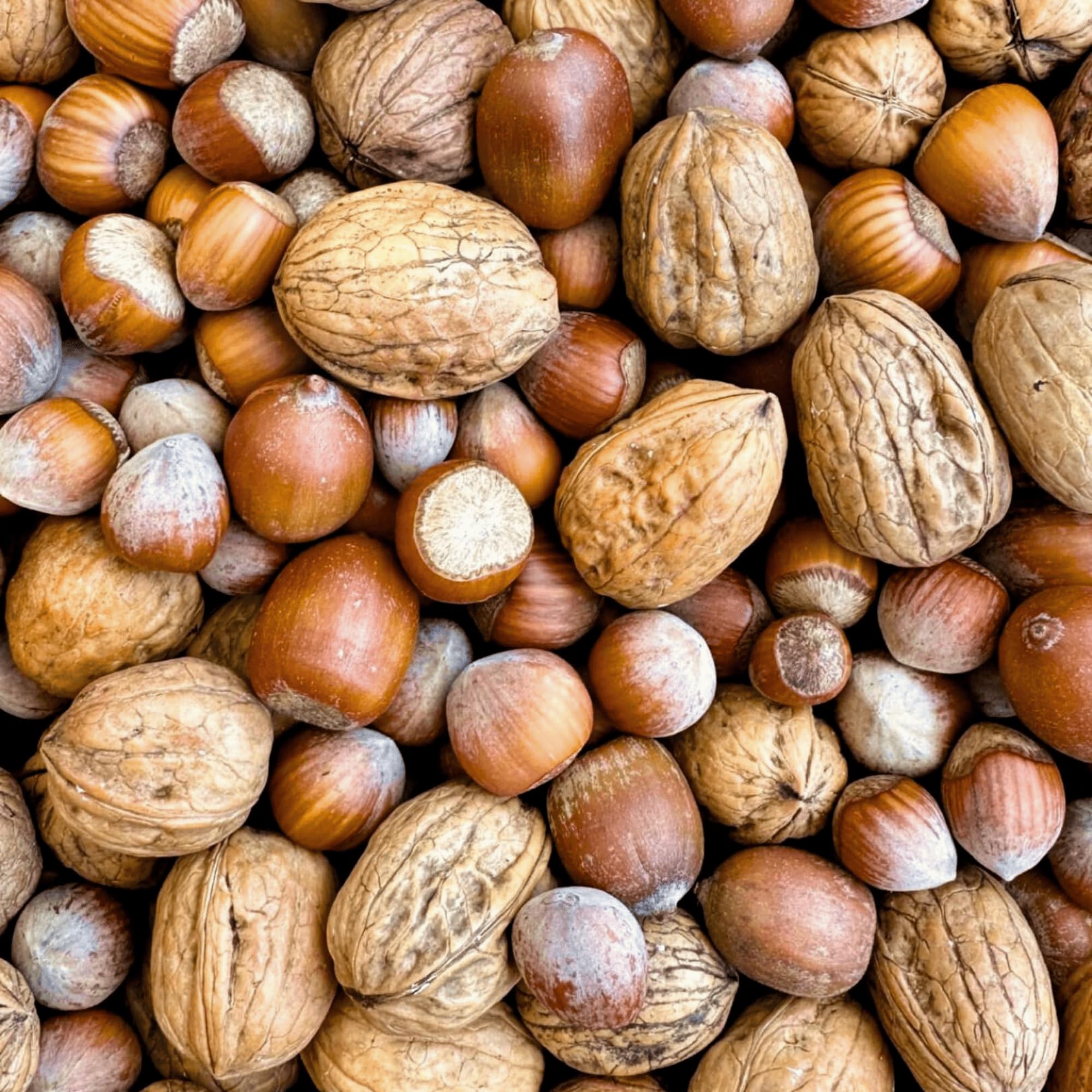 Orni Artgerechter Nüsse Mix für Eichhörnchenfutter 1kg | Futter für Eichhörnchen mit Haselnüsse, Walnüsse mit Schale für Eichhörnchen | Ganzjähriges Eichhörnchenfutter