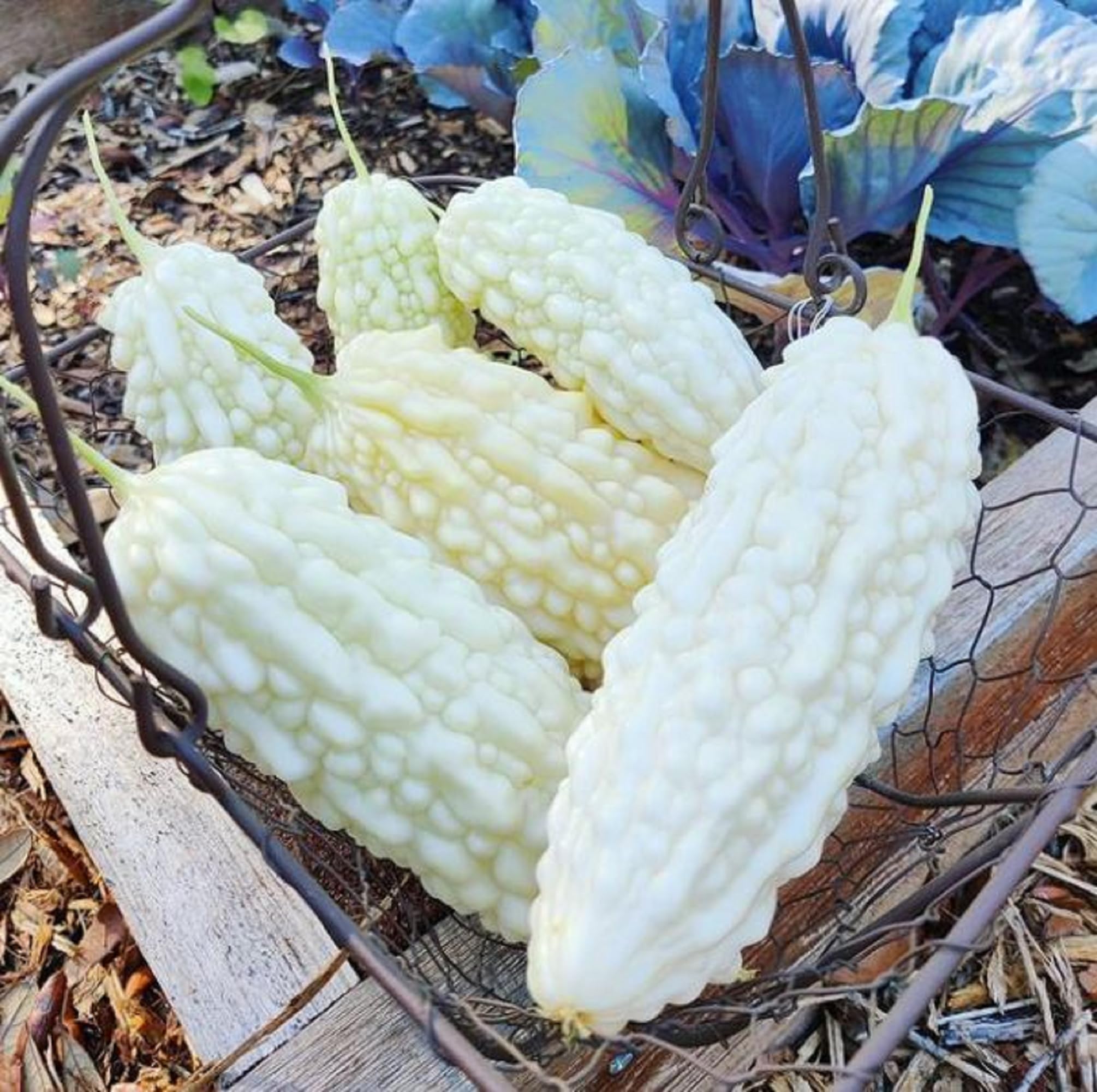 Semillas De Calabaza Amarga Vietnamita (Khổ Qua) - Variedad De Fruto Largo, No Transgénica, Para Huerto