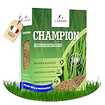 LERAVA CHAMPION semi prato (150m²) – festuca arundinacea di qualità – resistente a siccità e alte temperature – prato verde scuro fine – ideale per giardini e spazi verdi