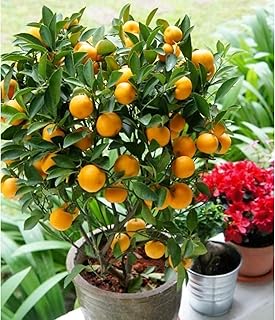 Already Bear Fruit Calamansi Plant Live, Dwarf Calamondin Tree in Gallon...