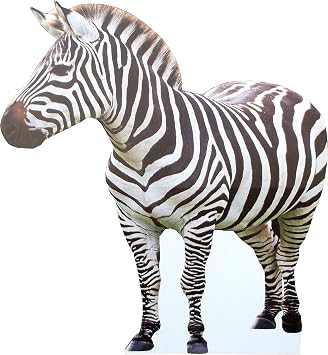 aahs!! Engraving Animal Life Size Cardboard Cutout Stand Up | Standee Picture Poster Photo Print Zebra