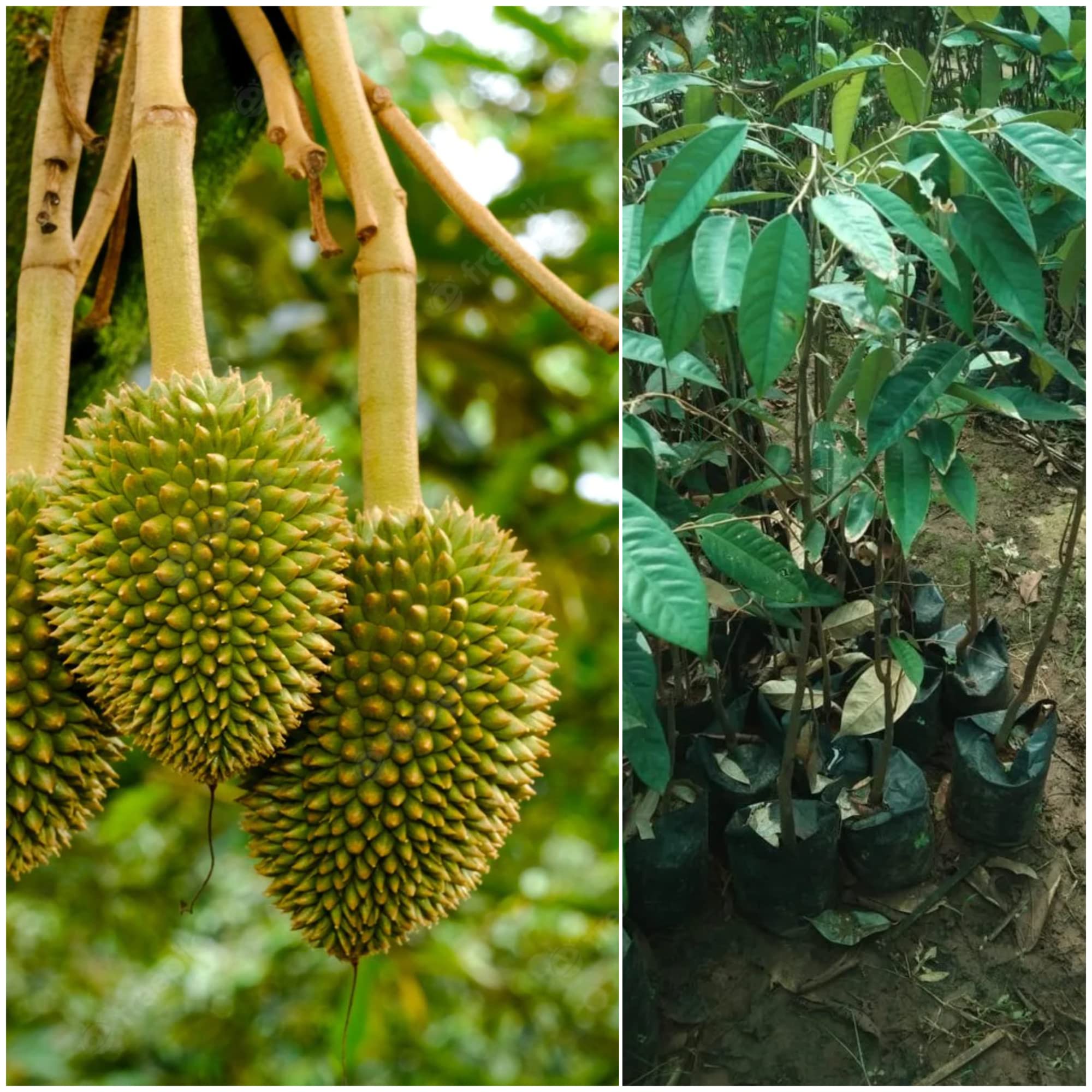 Tropical Durian Fruit Durio zibethinus Live Seedling Plant (not Fruit)
