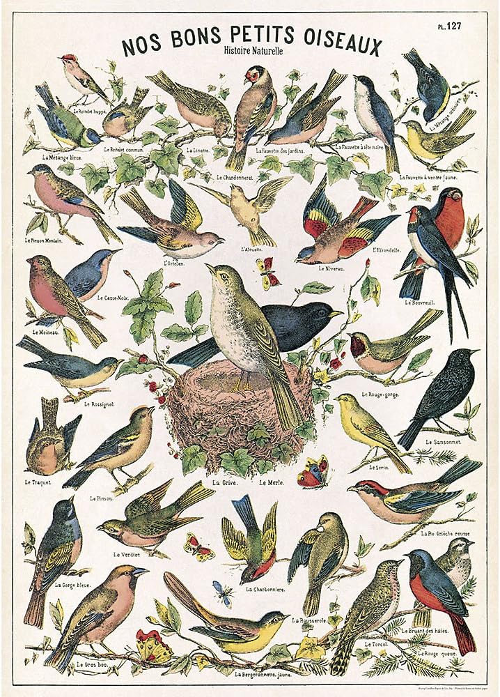 Cavallini & Co. Decorative Italian Papers, Bird Chart