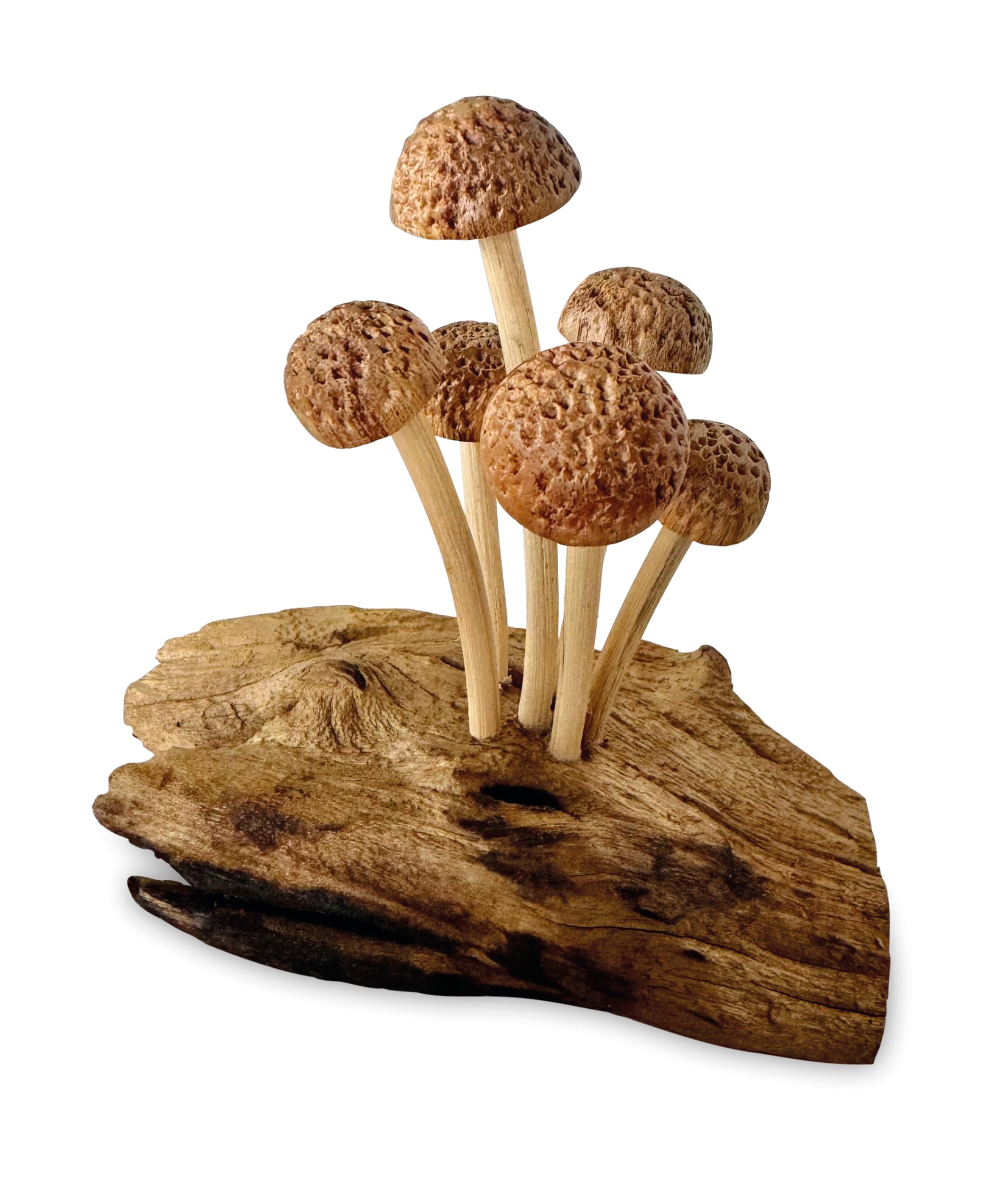 MAISONICA Assorted Mushroom Forest on Root Wooden Sculpture Ornament - Hand Crafted on Teak Root