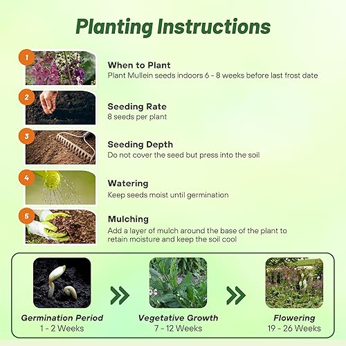 Miniatura 4 de Outsidepride Perenne Verbascum Mullein Garden Cut Flower Seed Mix - 10000 Semillas