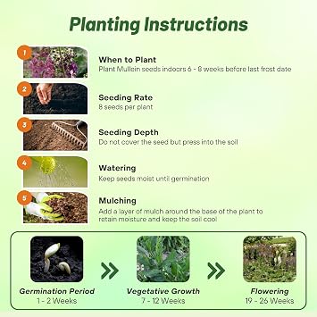 Outsidepride Mix Mullein Seeds for Planting - 5000 Pcs Self-Seeding, Perennial Heirloom Seeds for Planting Flowers, for Cut Flower Arrangements, Xeriscaping, Rock Gardens & Containers