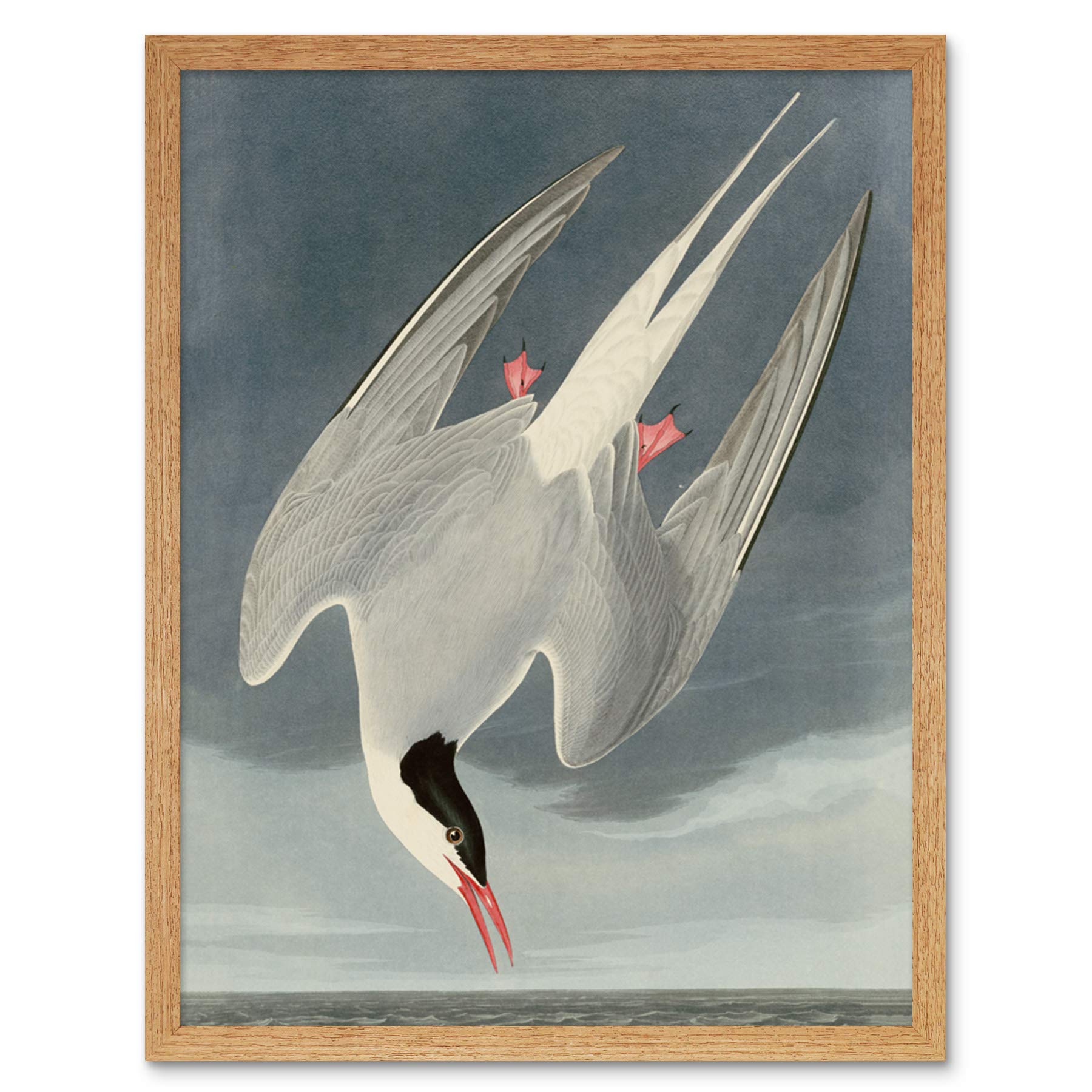 Artery8 Audubon Birds America Arctic Tern Art Print Framed Poster Wall Decor 12x16 inch