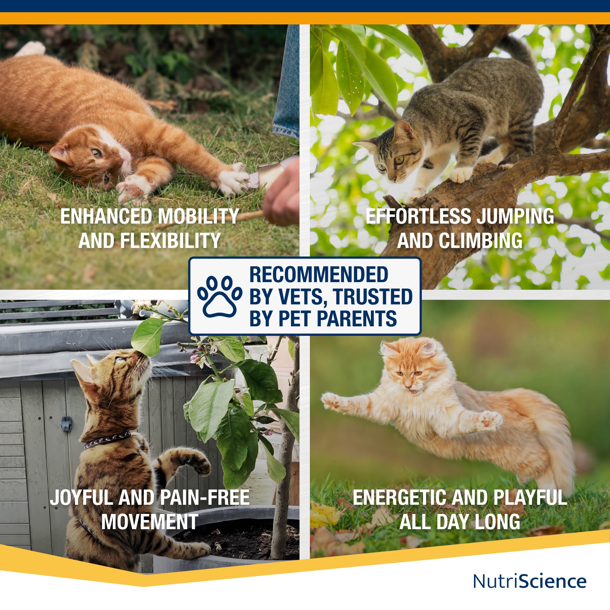 NutriScience ArthriAid Omega Cat Gel – Saveur saumon, complément pour articulations des chats (50 ml) – Avec glucosamine, chondroïtine, MSM et oméga 3 – Soutient la santé et la mobilité articulaires