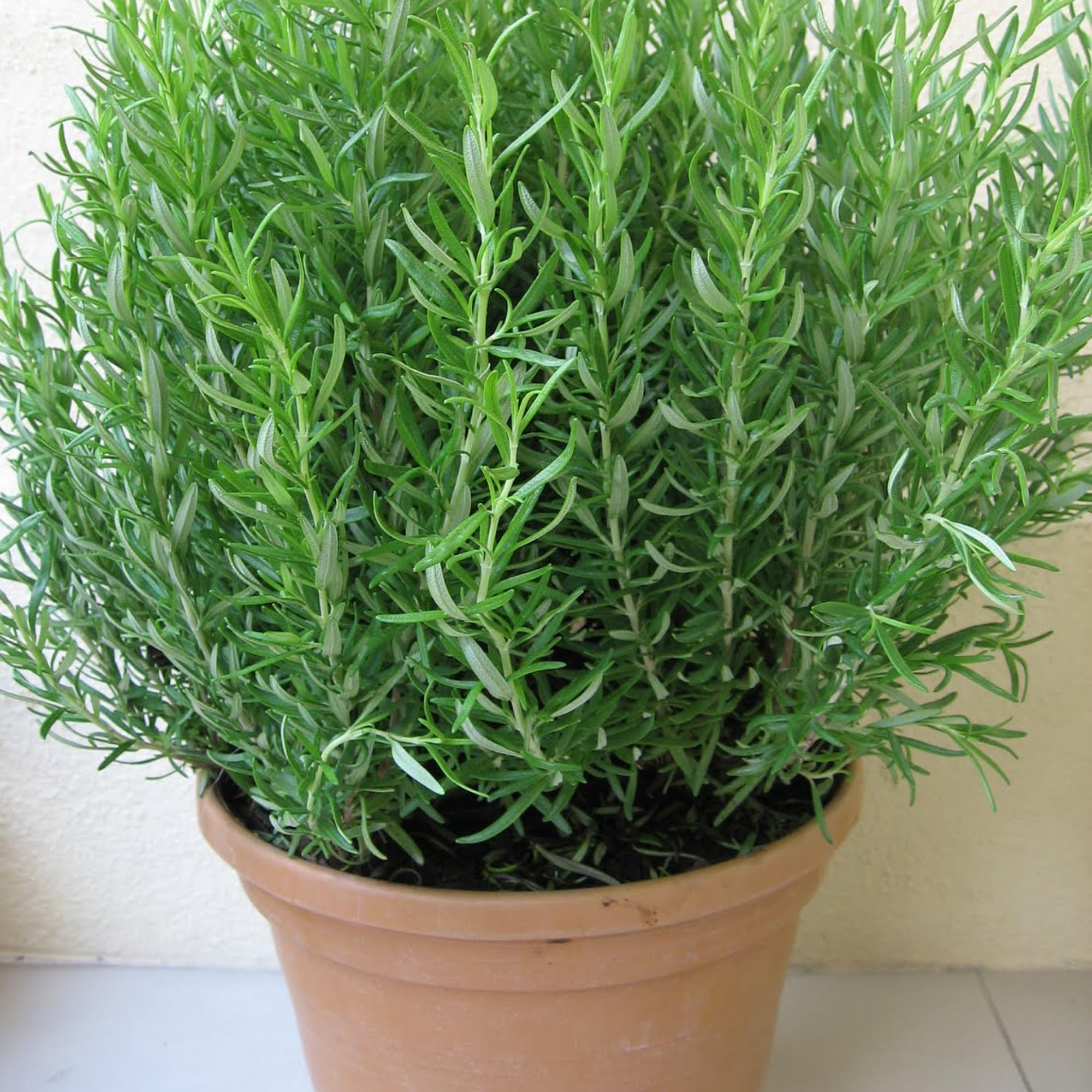 See full amazon price history chart for Rosemary Rosmarinus Officinalis Culinary Herb Aromatic Medicinal Uses Ornamental Plant Drought Tolerant Gulmehandi Rujamari Exotic Outoor Garden Balcony with Pot Rosemary Rosmarinus Officinalis Culinary Herb Aromatic Medicinal Uses Ornamental Plant Drought Tolerant Gulmehandi Rujamari Exotic Outoor Garden Balcony with Pot (B0CWHFYTLS) Amazon Price History, Amazon Price Tracker