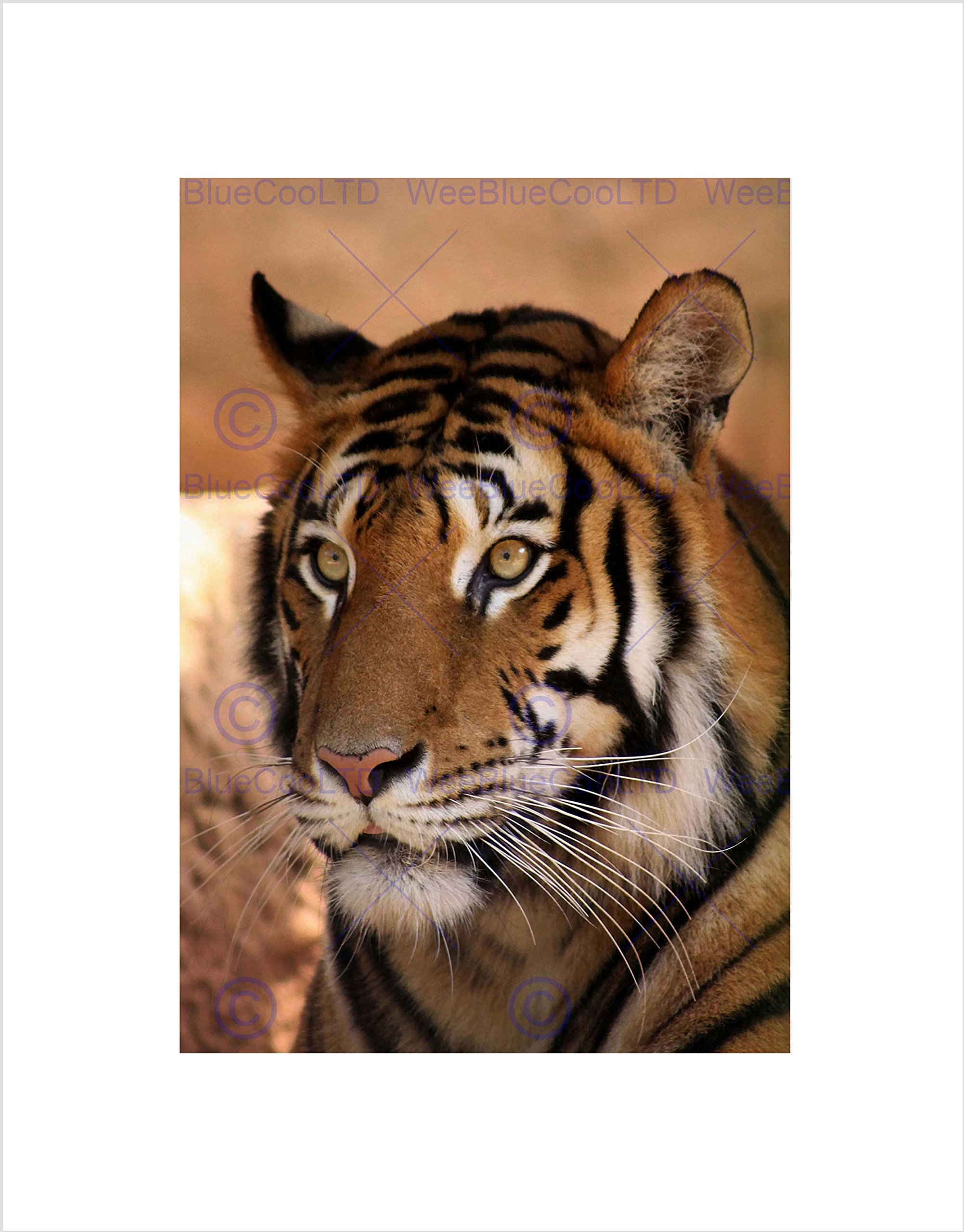 Wee Blue Coo Tiger Animal Nature Cat Art Wall Art Print