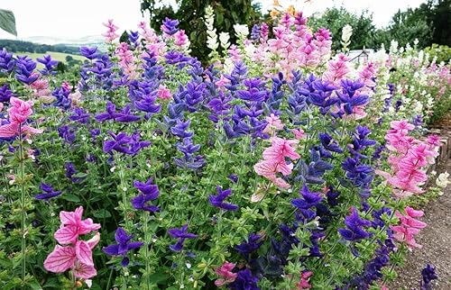 Miniatura 4 de Semillas Pintadas Salvia Mezcla Clary Tricolor Salvia Flores Anuales