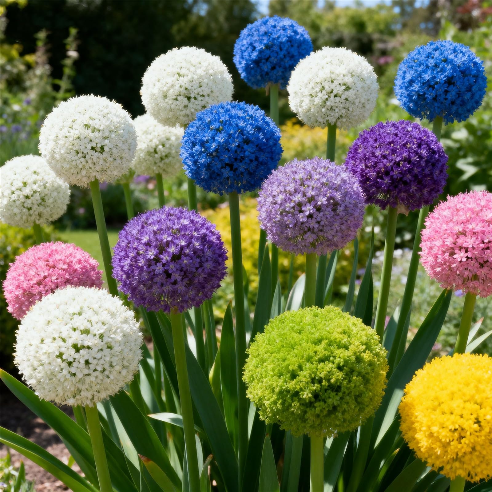 Perennial/Giant Allium for Planting Now UK,Hardy,Easy Plant-Professional for Beautiful Garden Displays-4bulbs-A