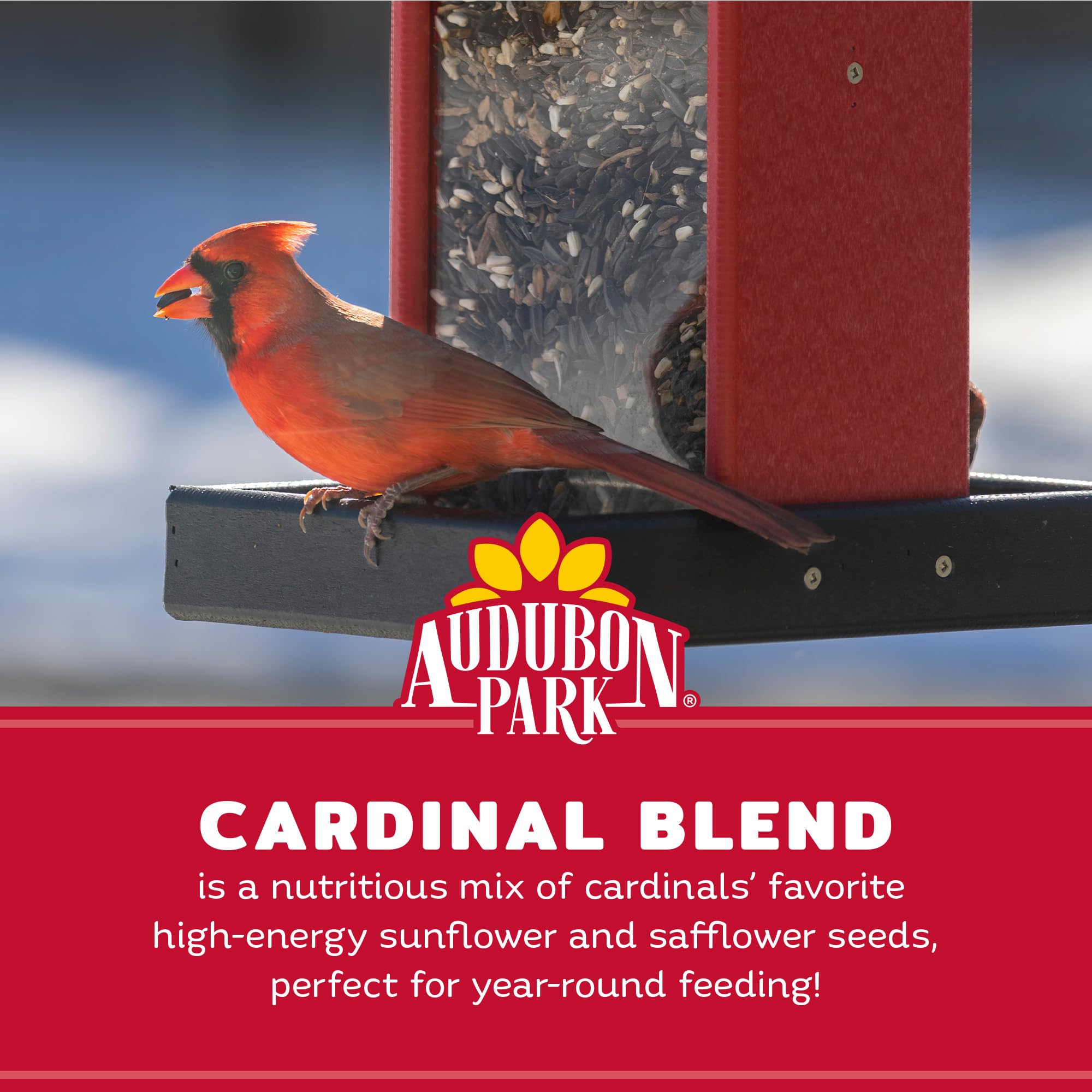 Audubon Park Semilla de pájaro Silvestre Cardenal, 8 Libras – Alimento para pájaros Silvestres para comederos Exteriores, Mezcla de Girasol y cártamo