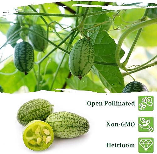 Miniatura 4 de Semillas de cucamelón para plantar, reliquia sin OMG, pepinillo agrio mexicano, melón de ratón, 250 mg ( 75 semillas), incluye instrucciones de