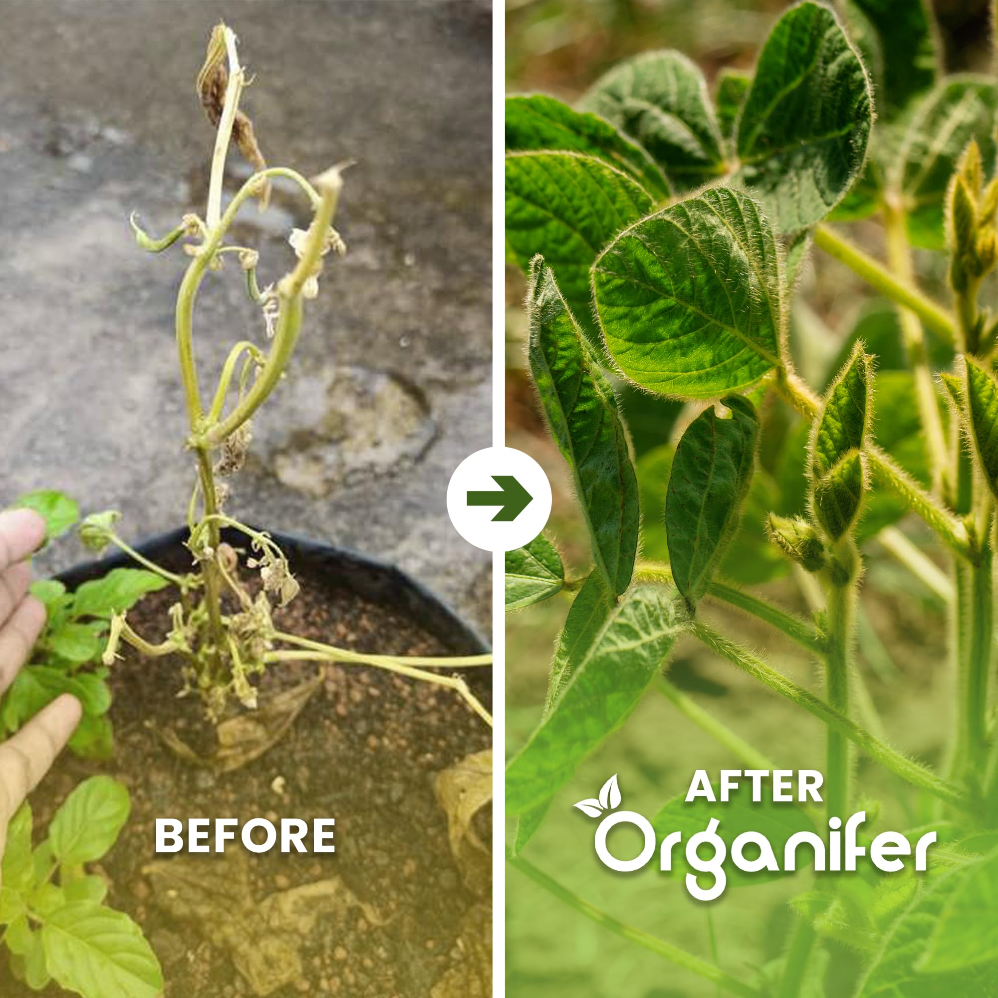 Fertilizante Líquido Para Frijoles - 10L - NPK 2-1-8 | Fertilizante Para Plantas Sanas Y Cosechas Abundantes - Favorece Raíces Y Floración - Organifer