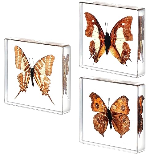 Miniatura 8 de 3 piezas de espécimen de mariposa real preservada, colección de resina de mariposa taxidermia, pisapapapeles de ciencia animal, muestras para
