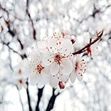 Ta Thi Quynh
