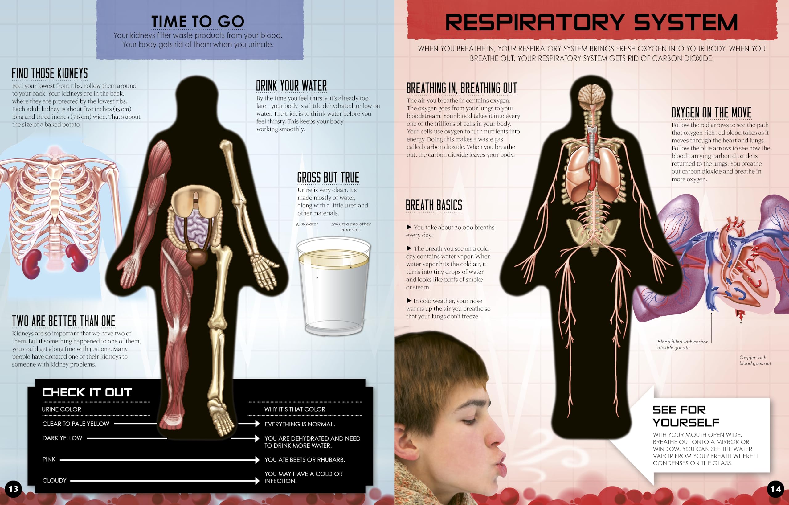 Inside Out Human Body: Explore the World's Most Amazing Machine - You! (Inside Out, Chartwell) - Image 5