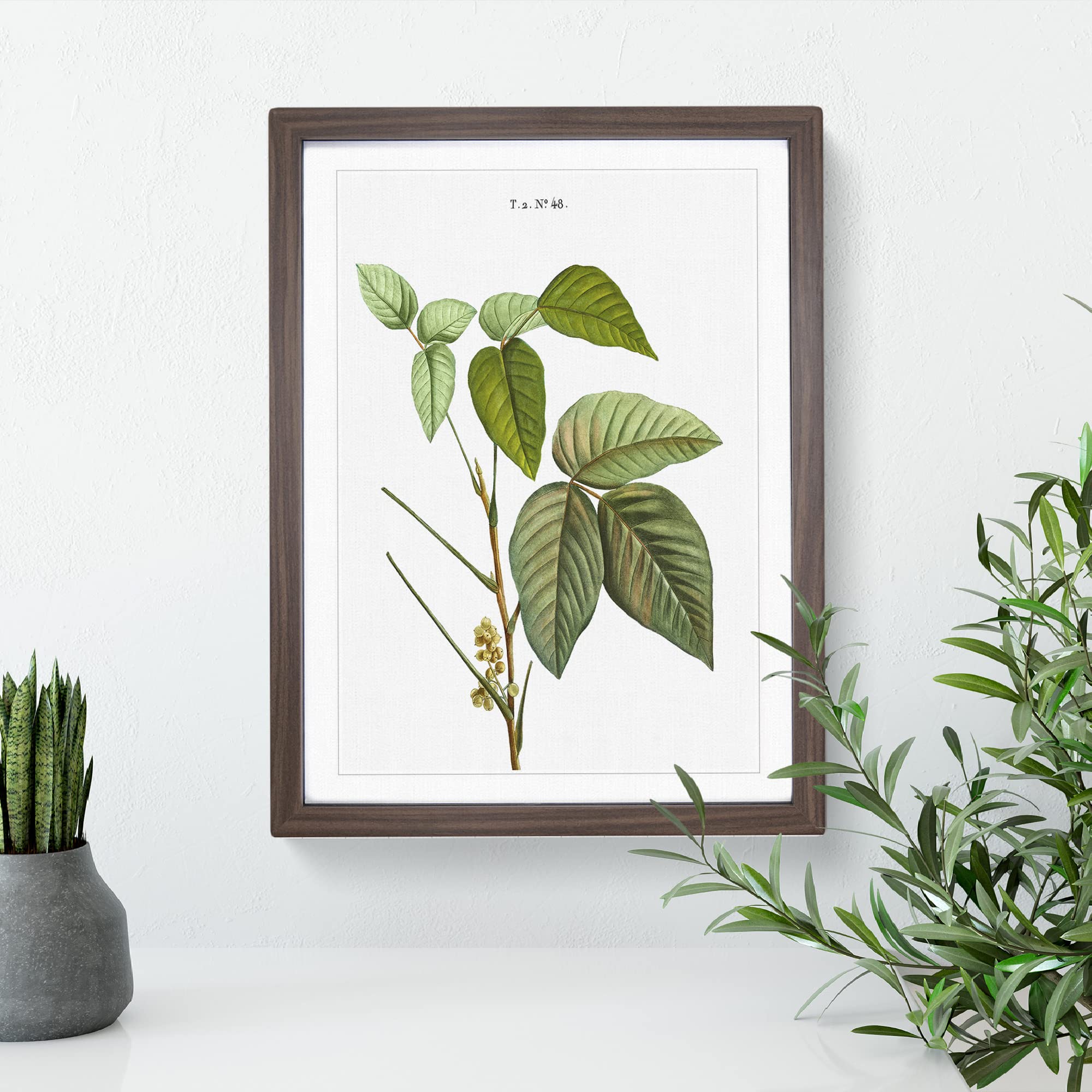 Poison Ivy By Pierre Joseph Redoute Vintage Framed Wall Art Print - Image 3