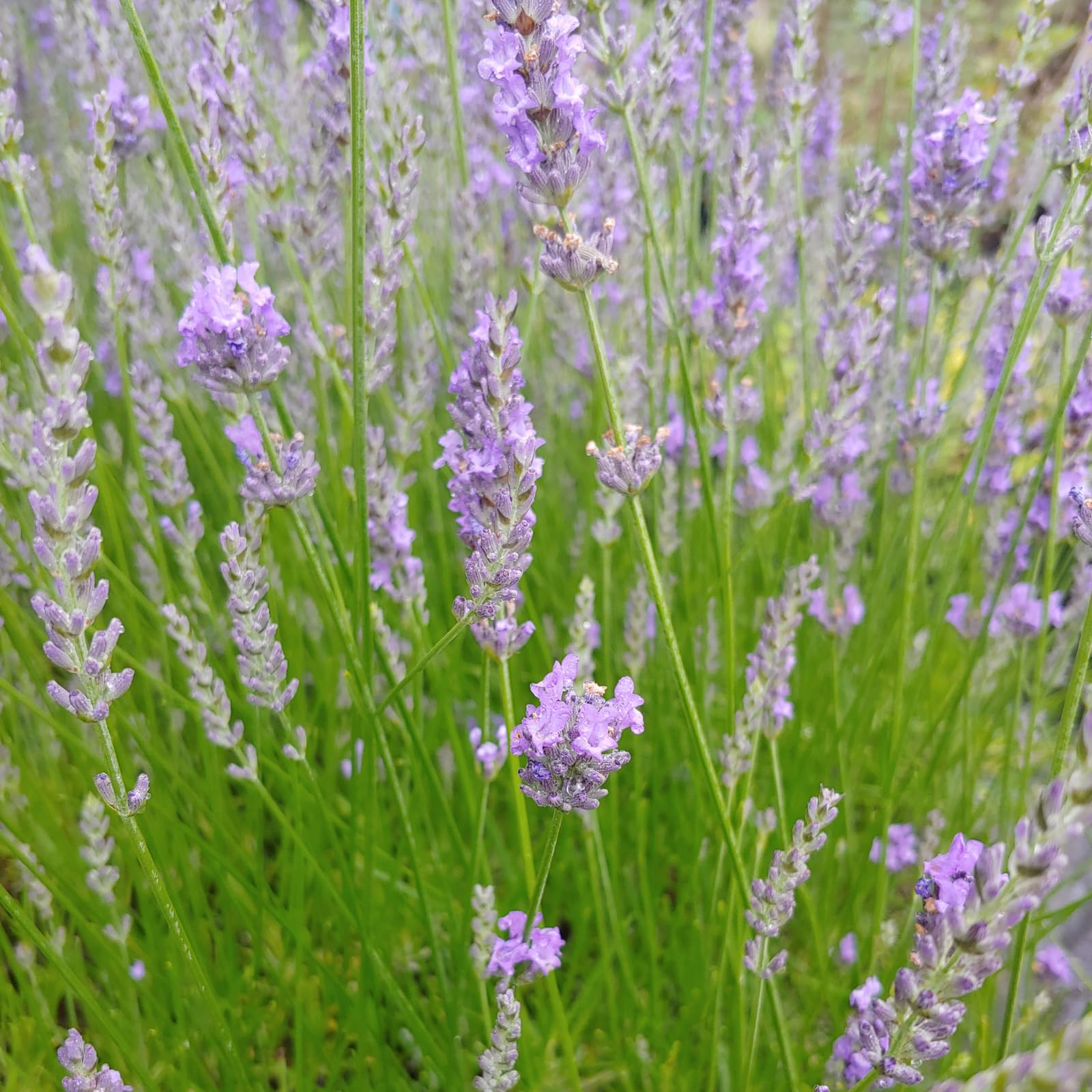 Carbeth Plants Lavender Grappenhall Herb Plant for Kitchen & Garden