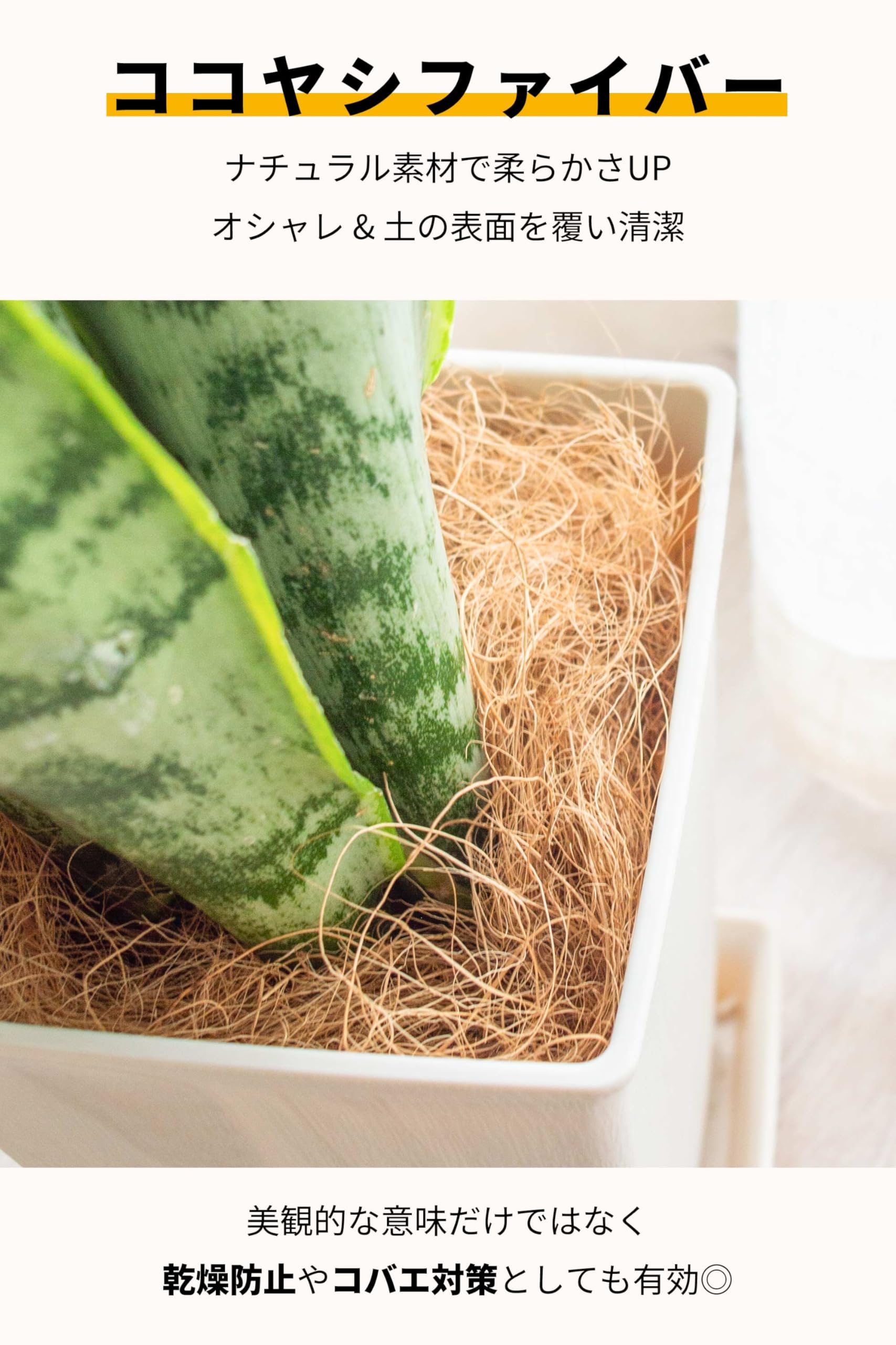 Amazon｜[ miipas ] サンスベリア 5号鉢 観葉植物 本物 スネーク