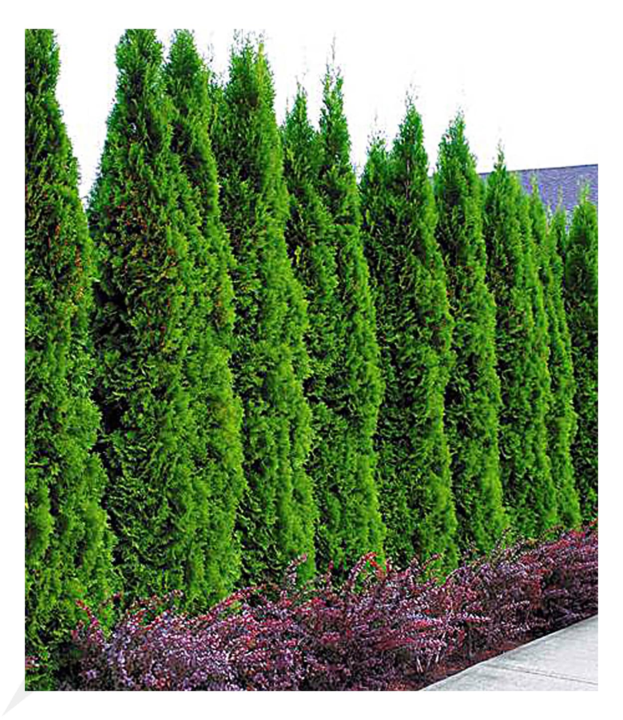 BALDUR Garten 50er Lebensbaum-Hecke 'Thuja Smaragd', Pflanzen im 9x9 cm-Topf,  Thuja occidentalis Smaragd, winterhart, immergrn, Sichtschutz,  anspruchslos, Empfehlung 3 Pflanzen pro lfd. Meter : Amazon.de: Garten