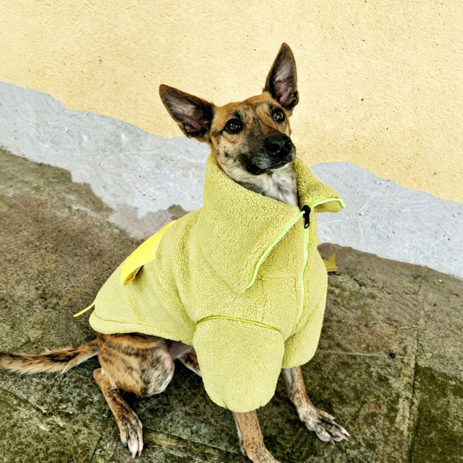 Manteau réversible for lévrier Italien, vêtements d'hiver à Fermeture | Sweat-shirt chaud à col roulé à deux pattes en polaire Sherpa Whippet for chiens de petite(XL)