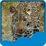 Leopard Live Hintergrundbilder