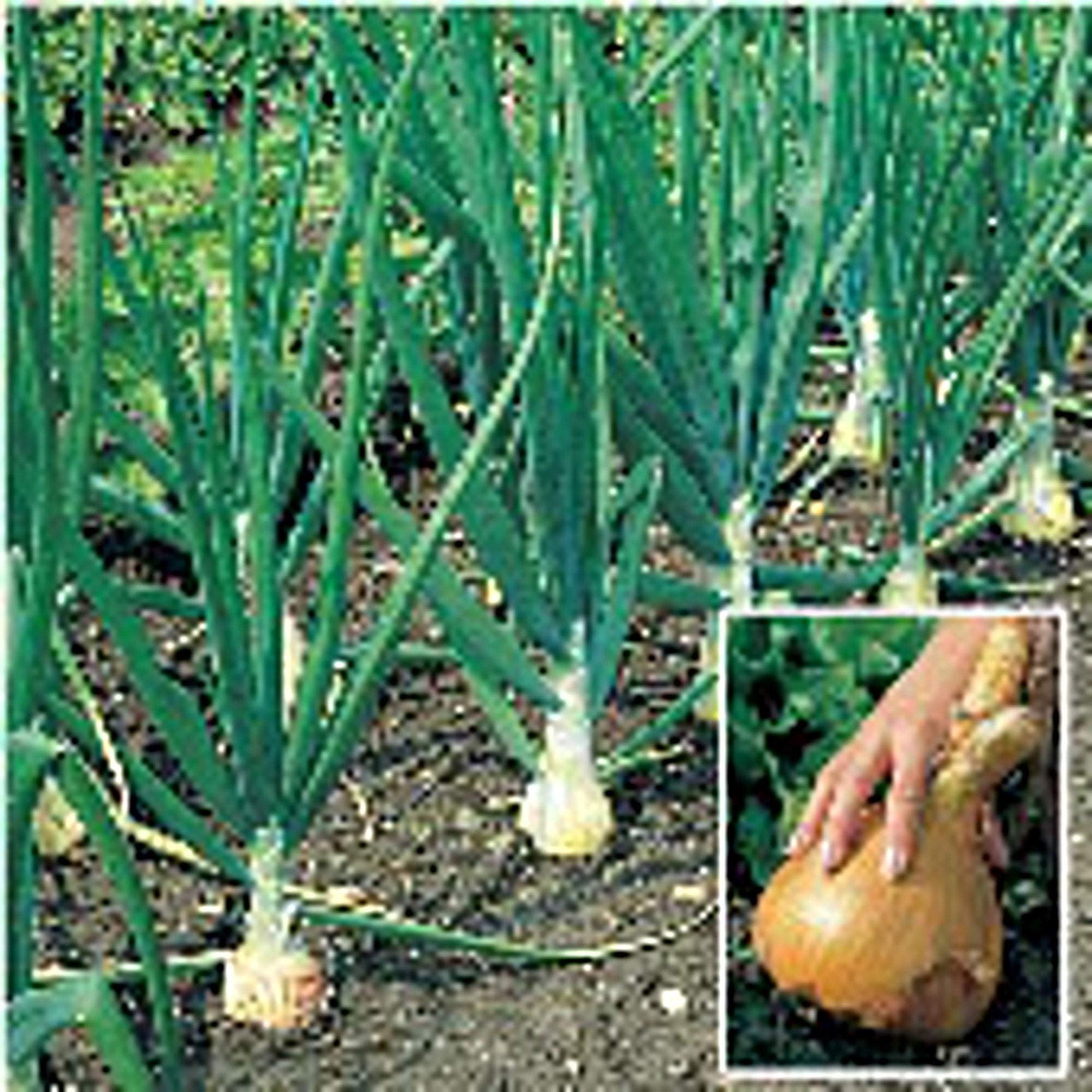 Kelsae Sweet Giant Onion Sets