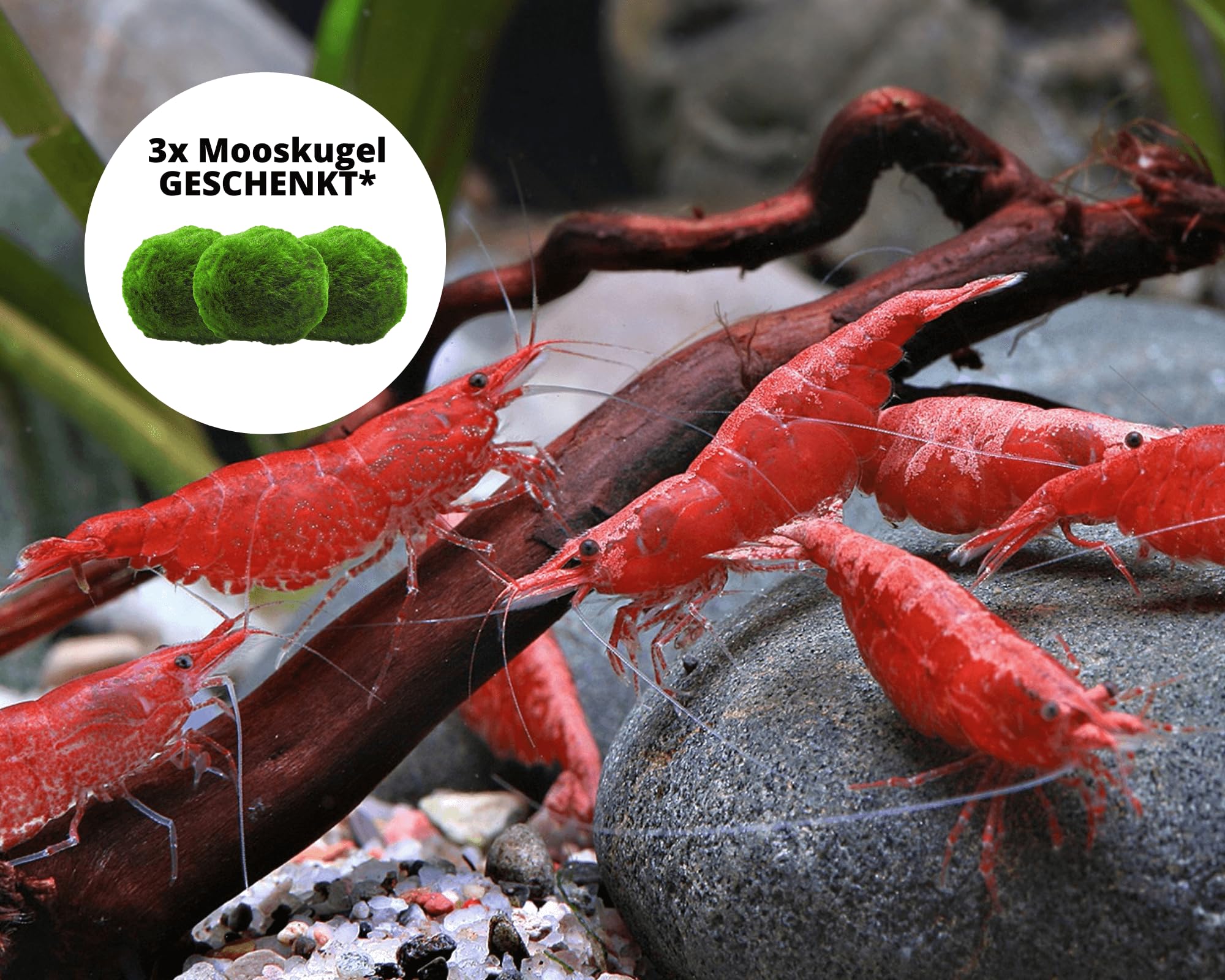 Garnelen 15x Neocaridina Set + 3X Mooskugel - Farbige Ziergarnelen für Leitungswasser - Pflegeleicht & vermehrungsfreudig - Mit Cladophora Algenkugeln als Filter & Versteck im Aquarium