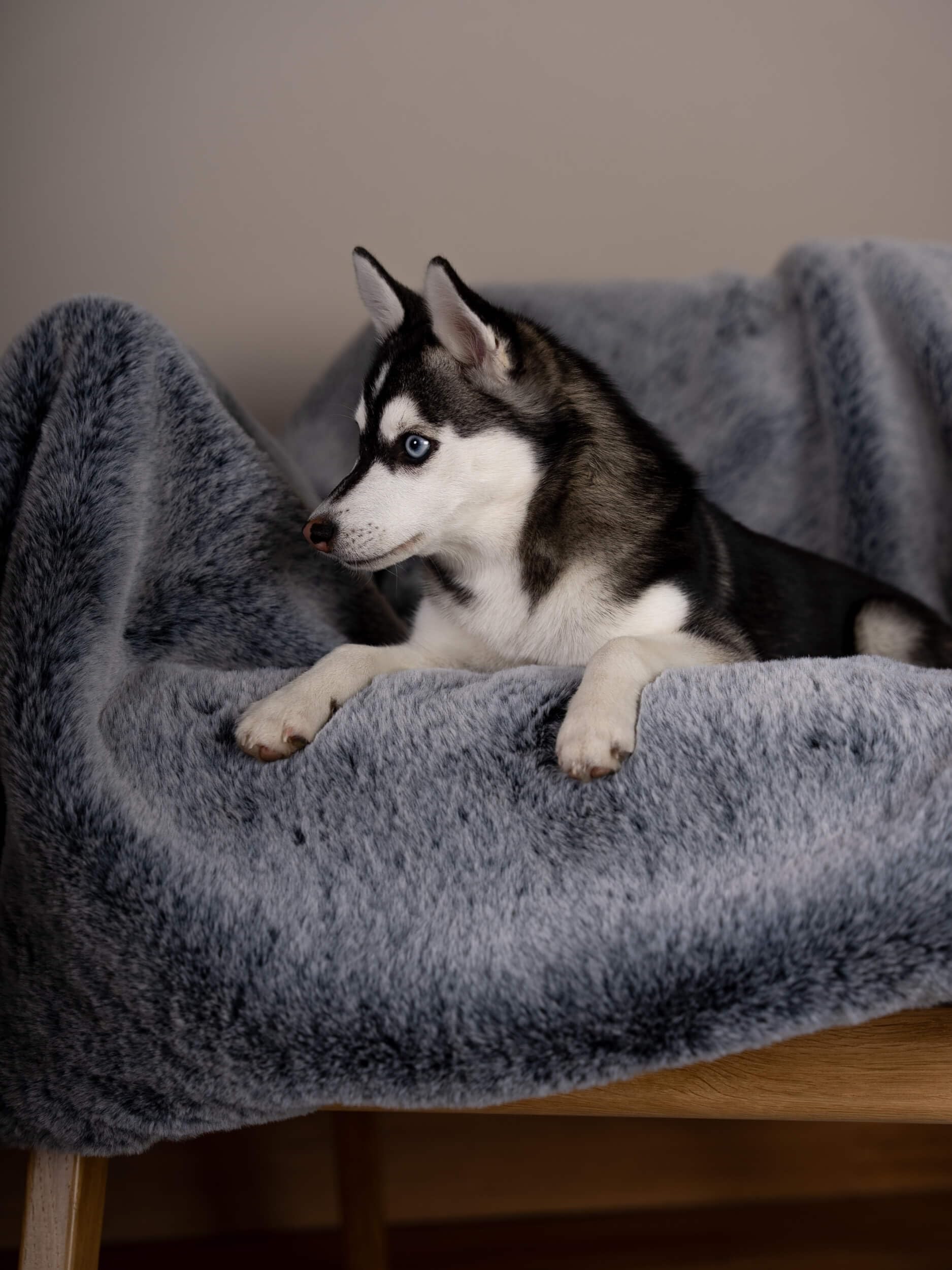 TrendPet Yuma Felldecke - Kuschelige Premium Hundedecke, geeignet für Hunde und Katzen oder in XXL als Sofadecke (170 x 100cm)