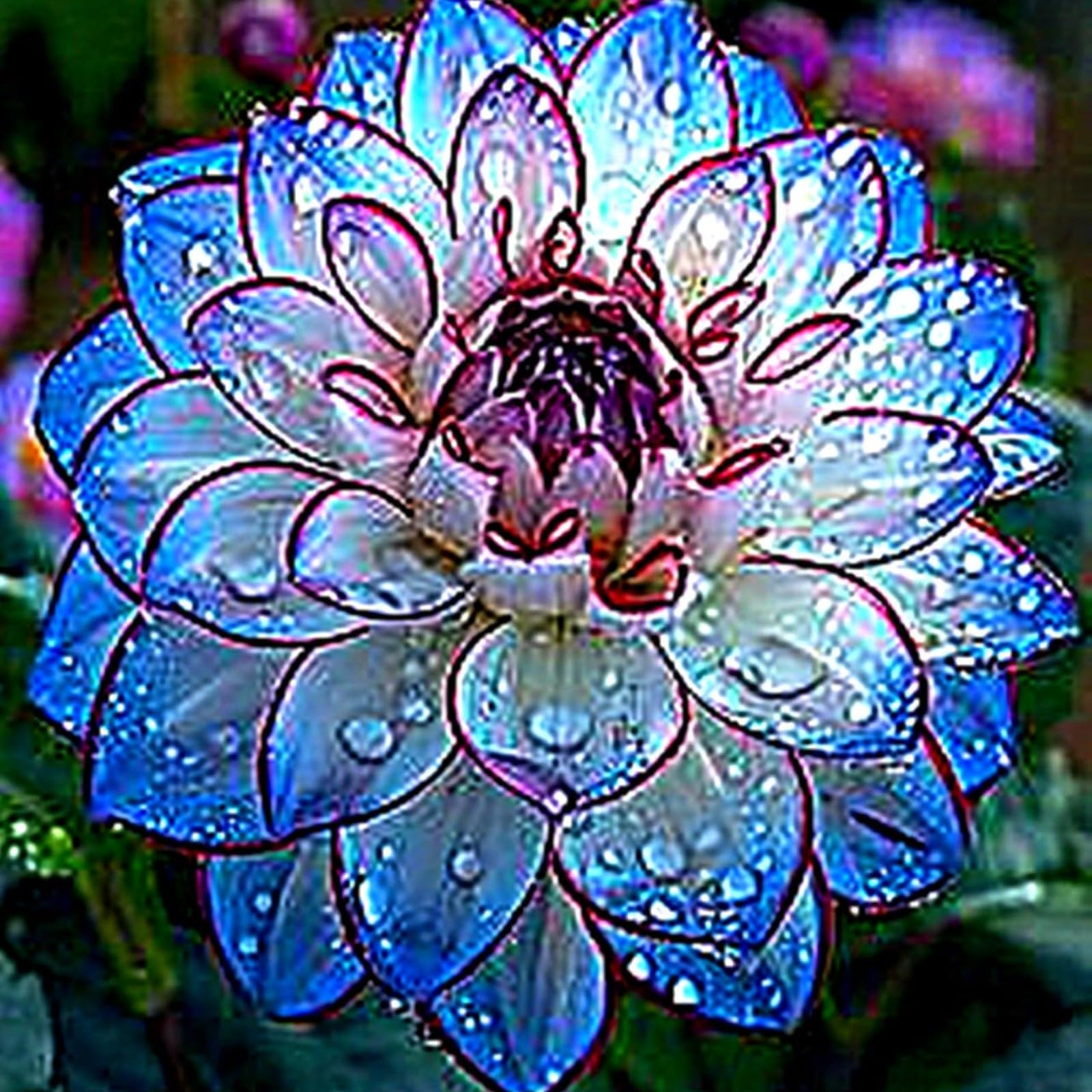 Dahlia Bulbs Mix for Planting Now UK/Greening Flower/Good for Containers/Strong Plants That Grow Well/Natural Organic/Cut Flowers/Wedding Flowers.-4bulbs-B