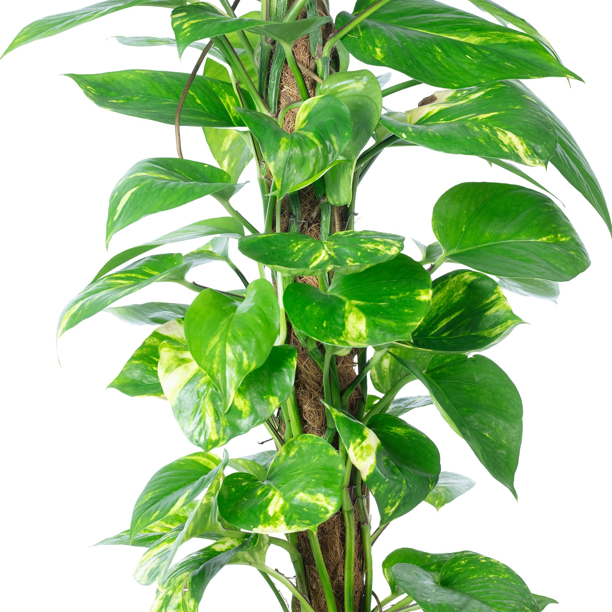 Efeutute am Moosstab - pflegeleichte Zimmerpflanze, Epipremnum aureum - Höhe ca. 80 cm, Topf-Ø 19 cm